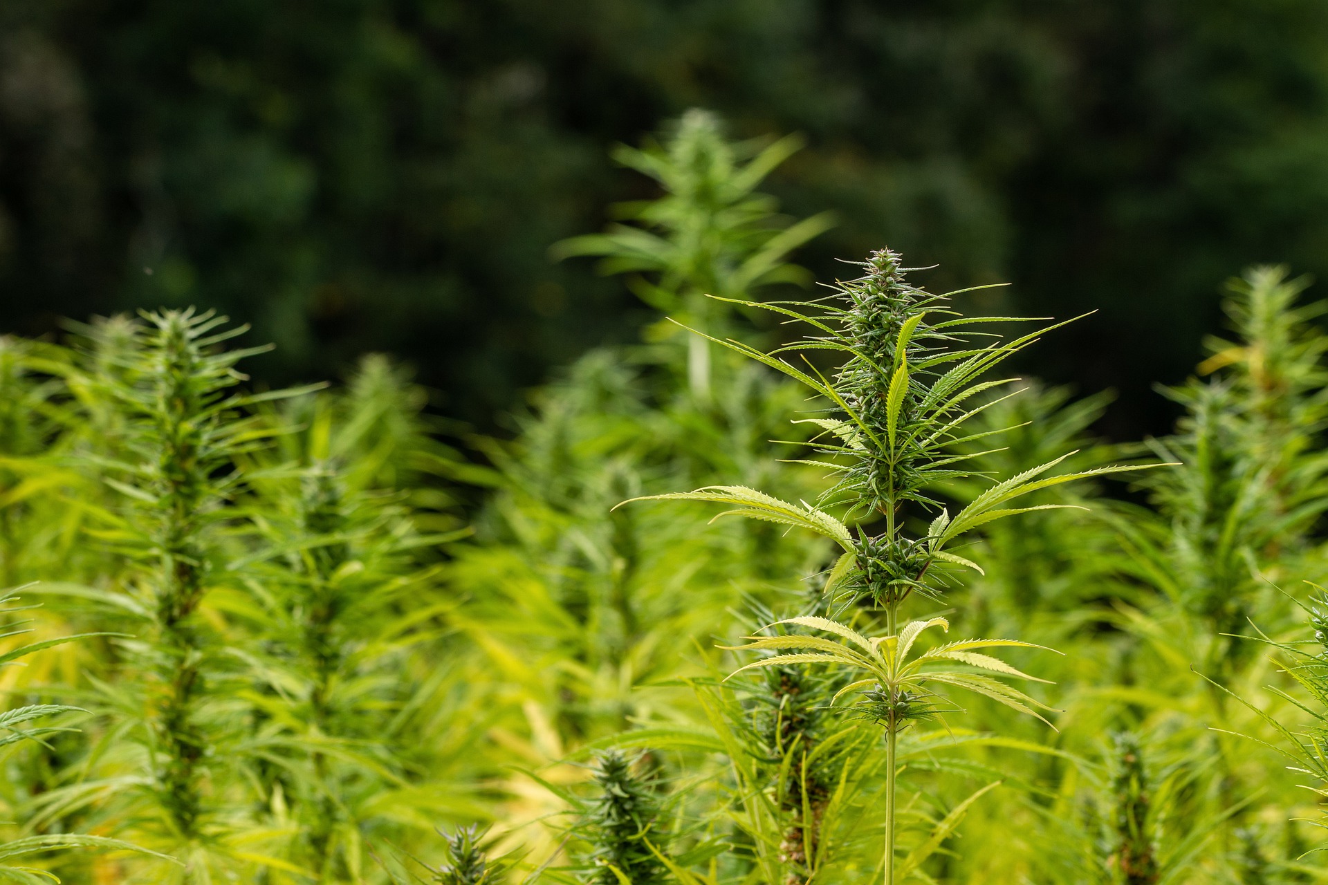 Bud growing in a field