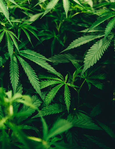 field of cannabis plants ready for bucking