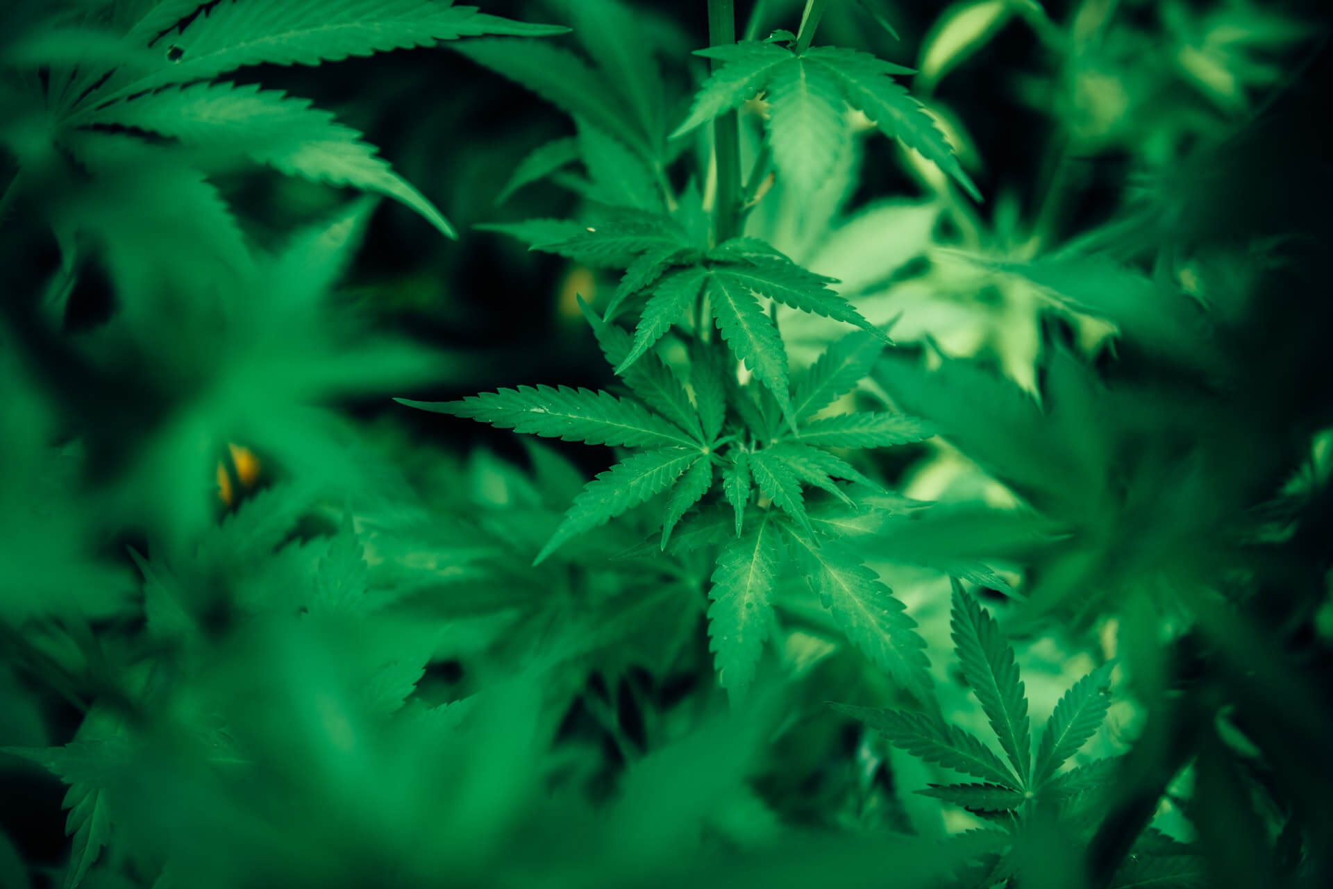 Focus Cannabis Plant Leaves