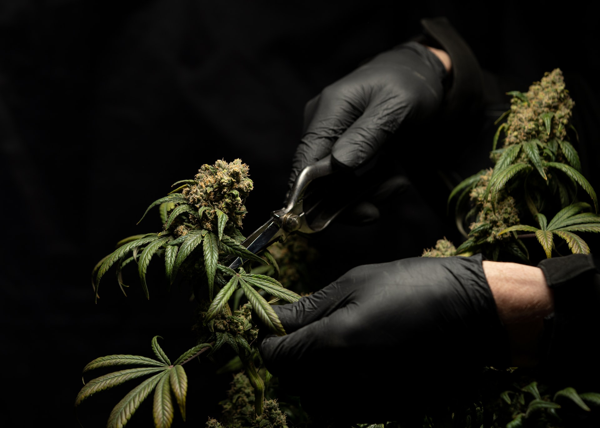 Hand trimming hemp flower