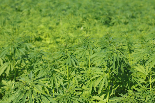  A lush hemp field at midday