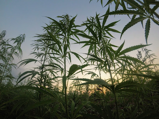 Hemp fields at sunset