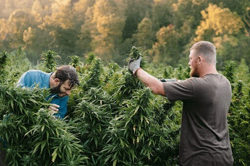 Hemp Harvesting Trimming Process