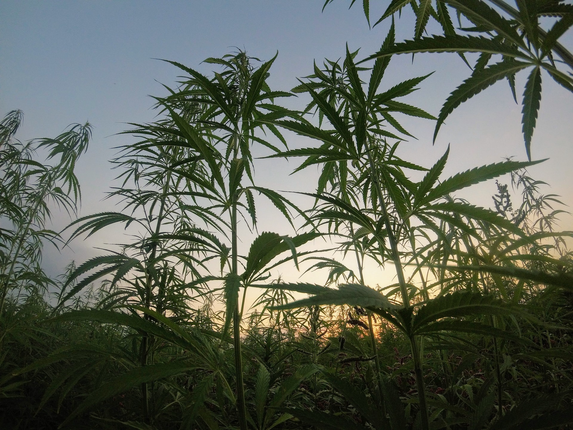 Hemp in the field