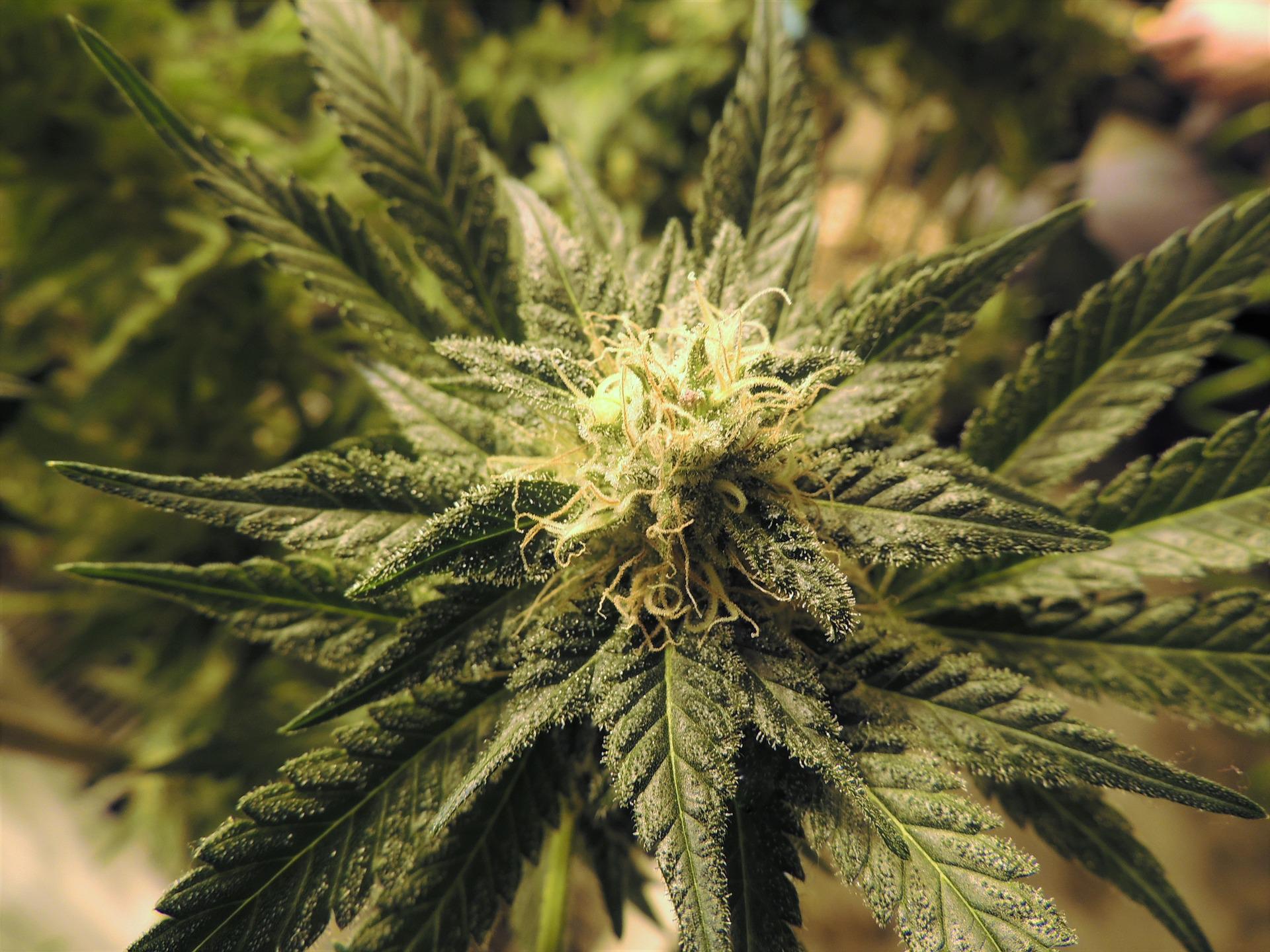 Hemp plant flower with sugar leaves