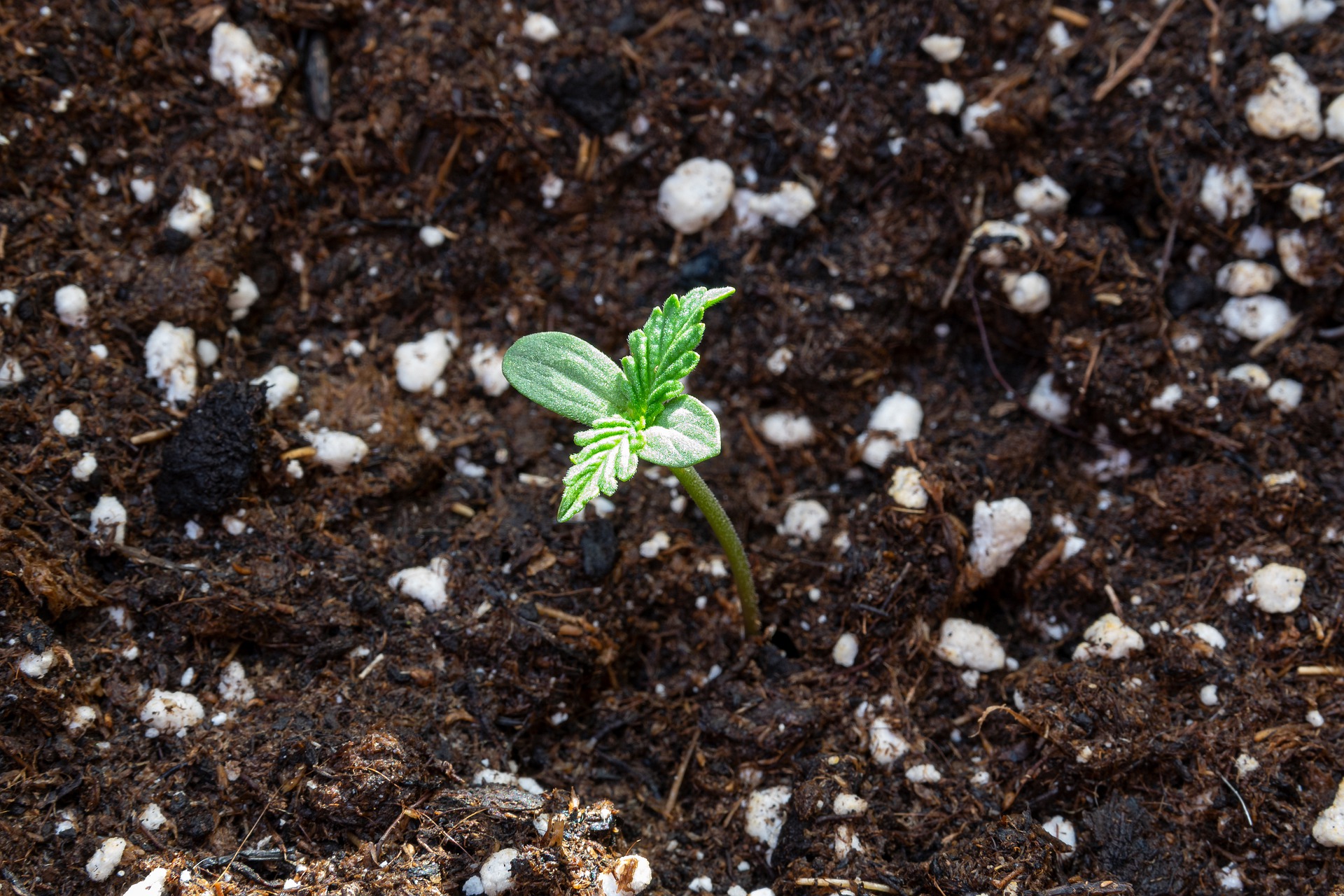 Hemp seedling after germination with two leaves