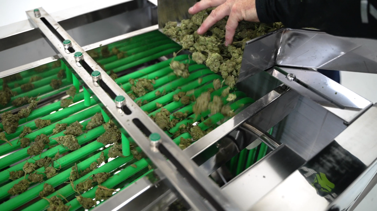 Maximizing Kief Extraction for Cannabis Operators 