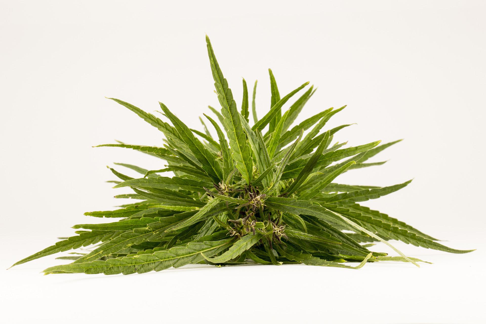 Individual hemp plant laying on white background