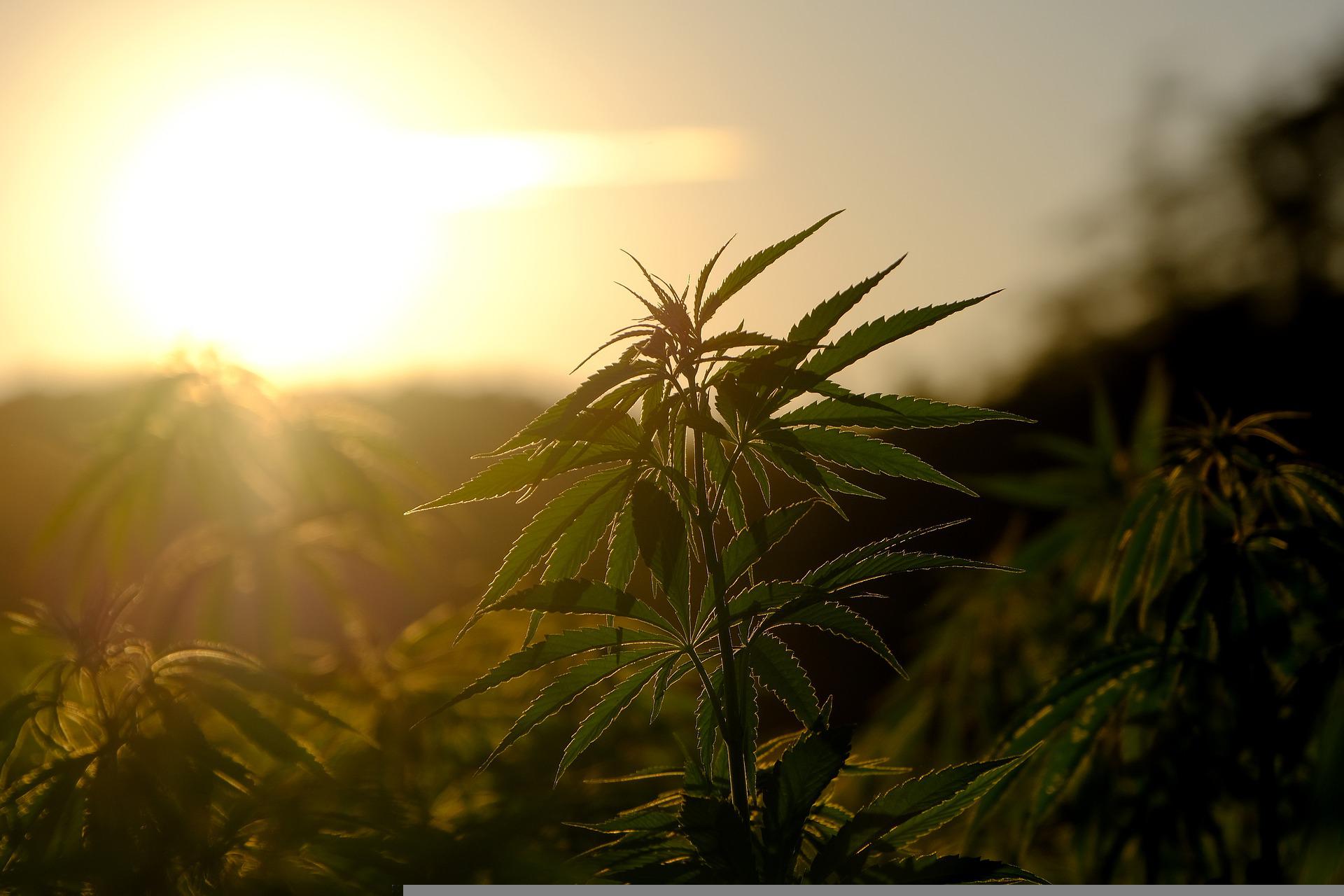 Isolated hemp plant at sunset in field of hemp plants