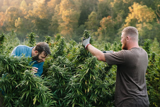 Men harvesting cannabis crop