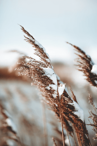 Post Harvest Plants In Winter